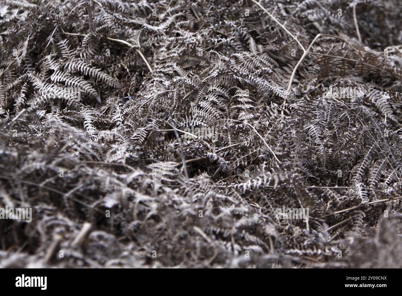 Wilted fern hi-res stock photography and images - Alamy