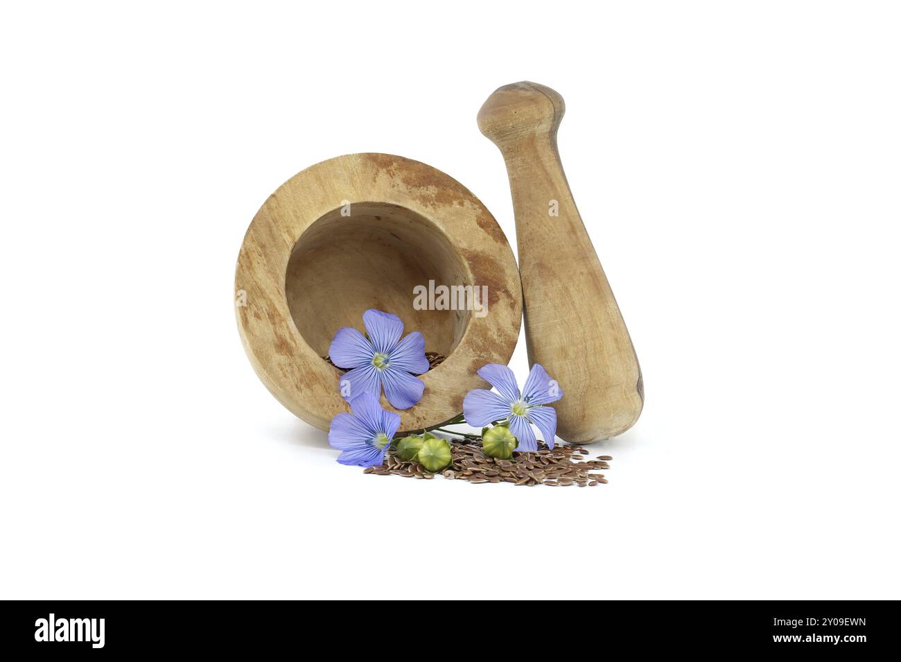 Wooden mortar filled with small brown flax seeds and a blue flax plant flowers alongside linseed fruit round capsules isolated on white background Stock Photo