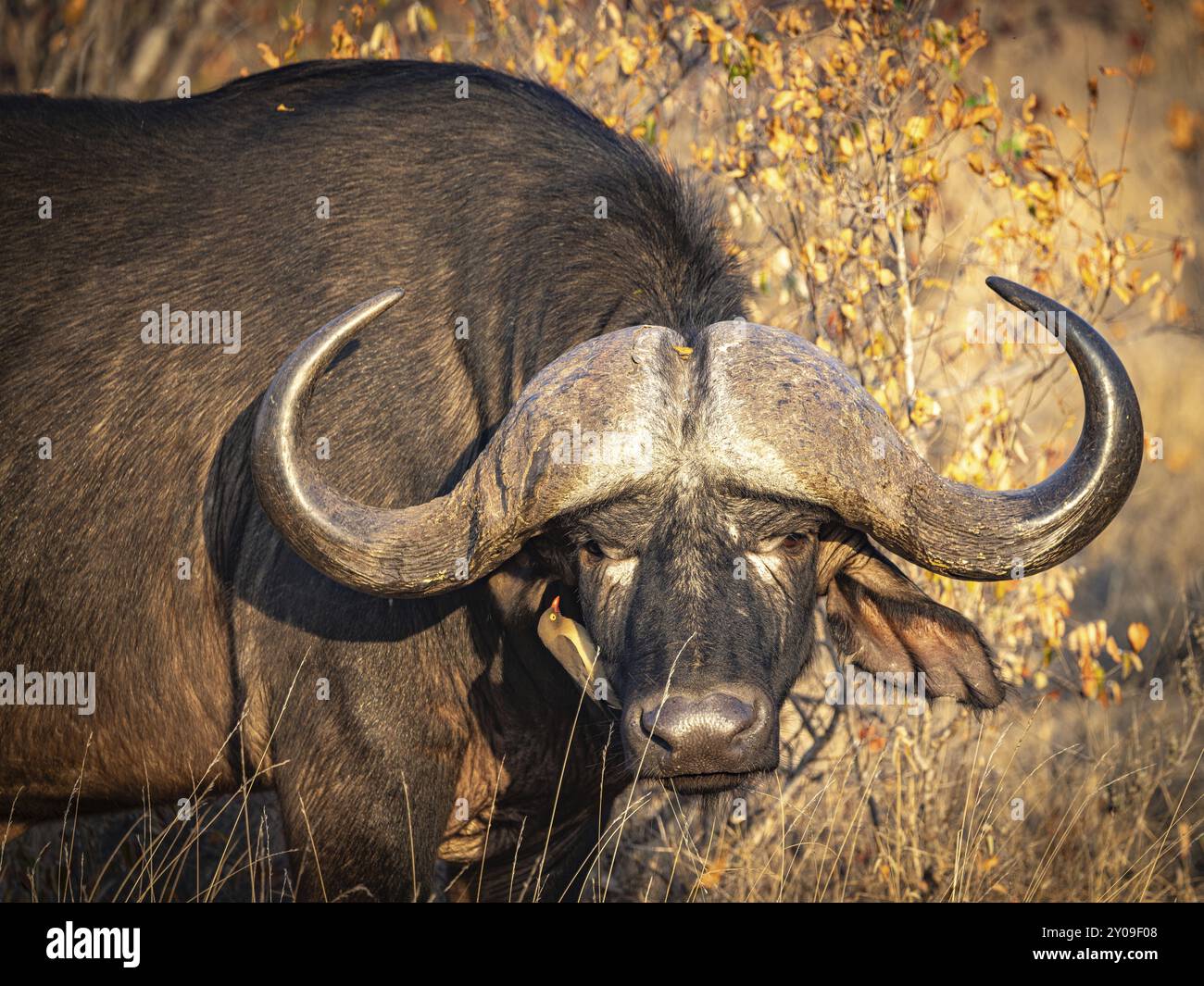 African buffalo (Syncerus caffer), portrait, Balule Plains, South ...