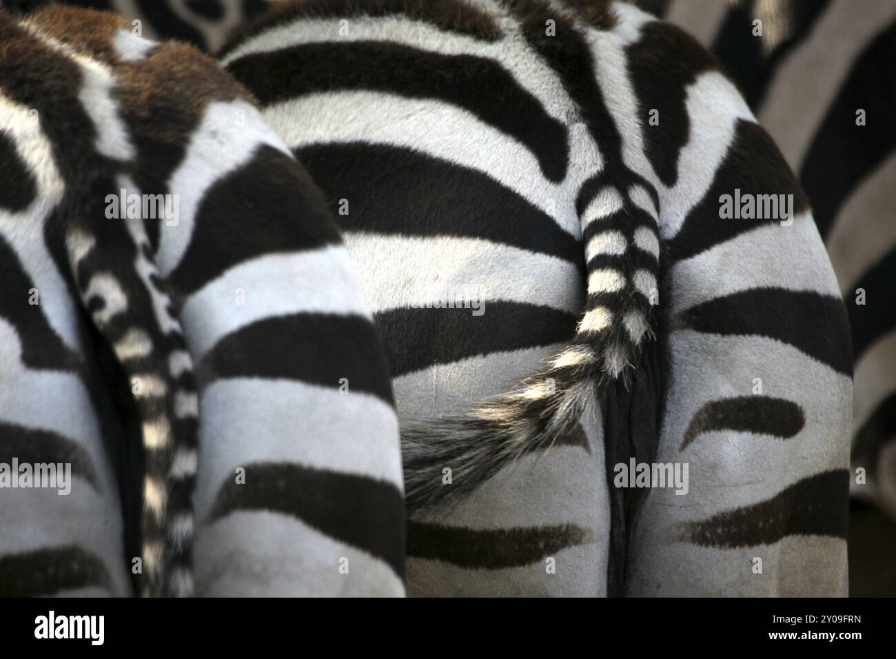 Grants zebra back view hi-res stock photography and images - Alamy