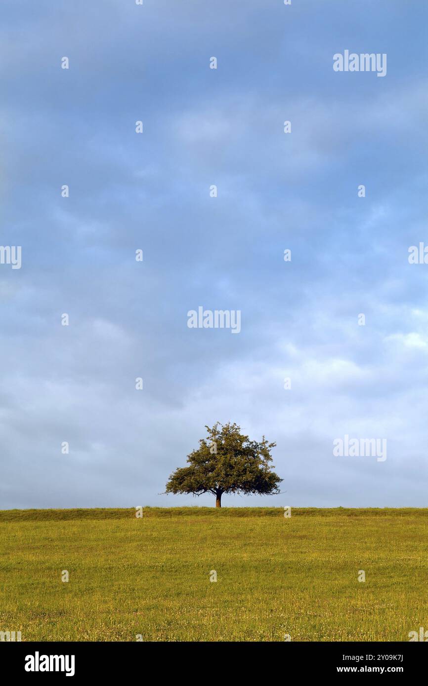 Individual trees on the horizon hi-res stock photography and images - Alamy