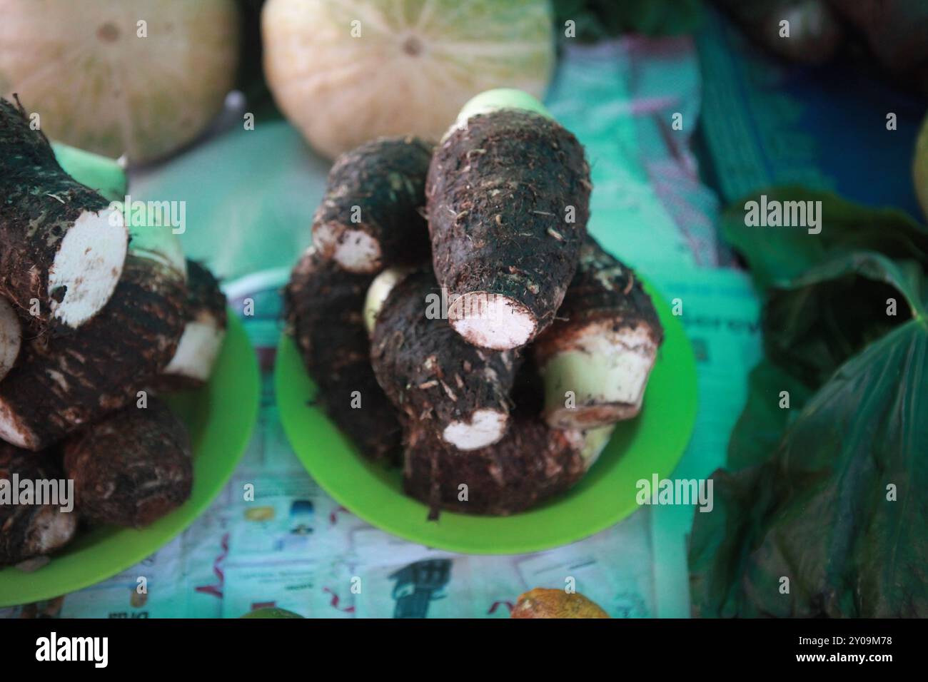 Fresh taro root for sale, farmers market in Fiji, Savusavu Stock Photo