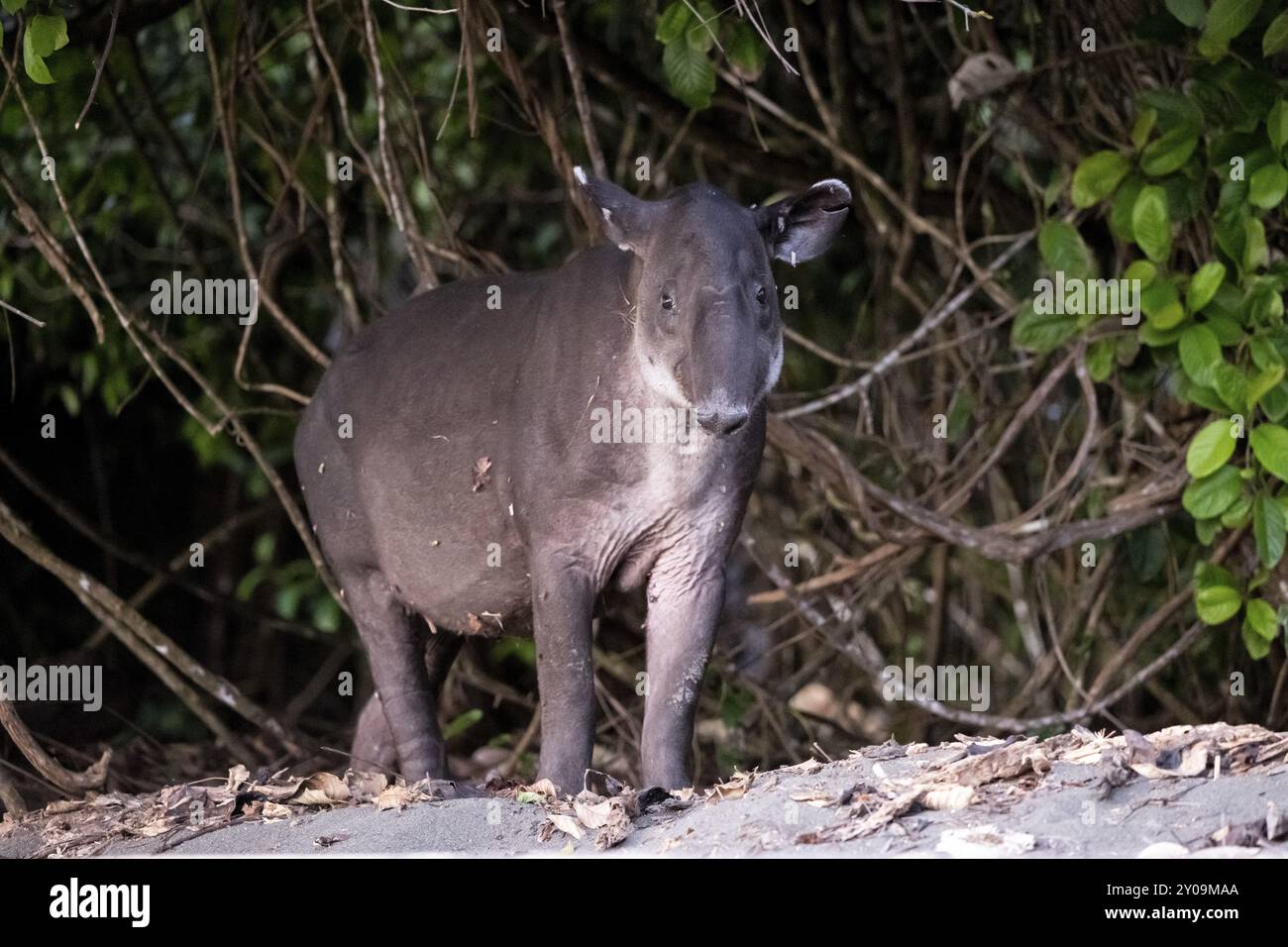 Baird's tapir (Tapirus bairdii), juvenile, in the rainforest, Corcovado National Park, Osa, Puntarena Province, Costa Rica, Central America Stock Photo