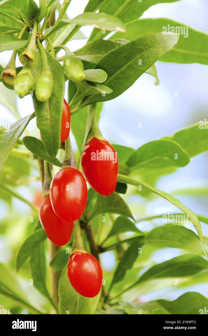 Goji berry, Goji berry 04 Stock Photo