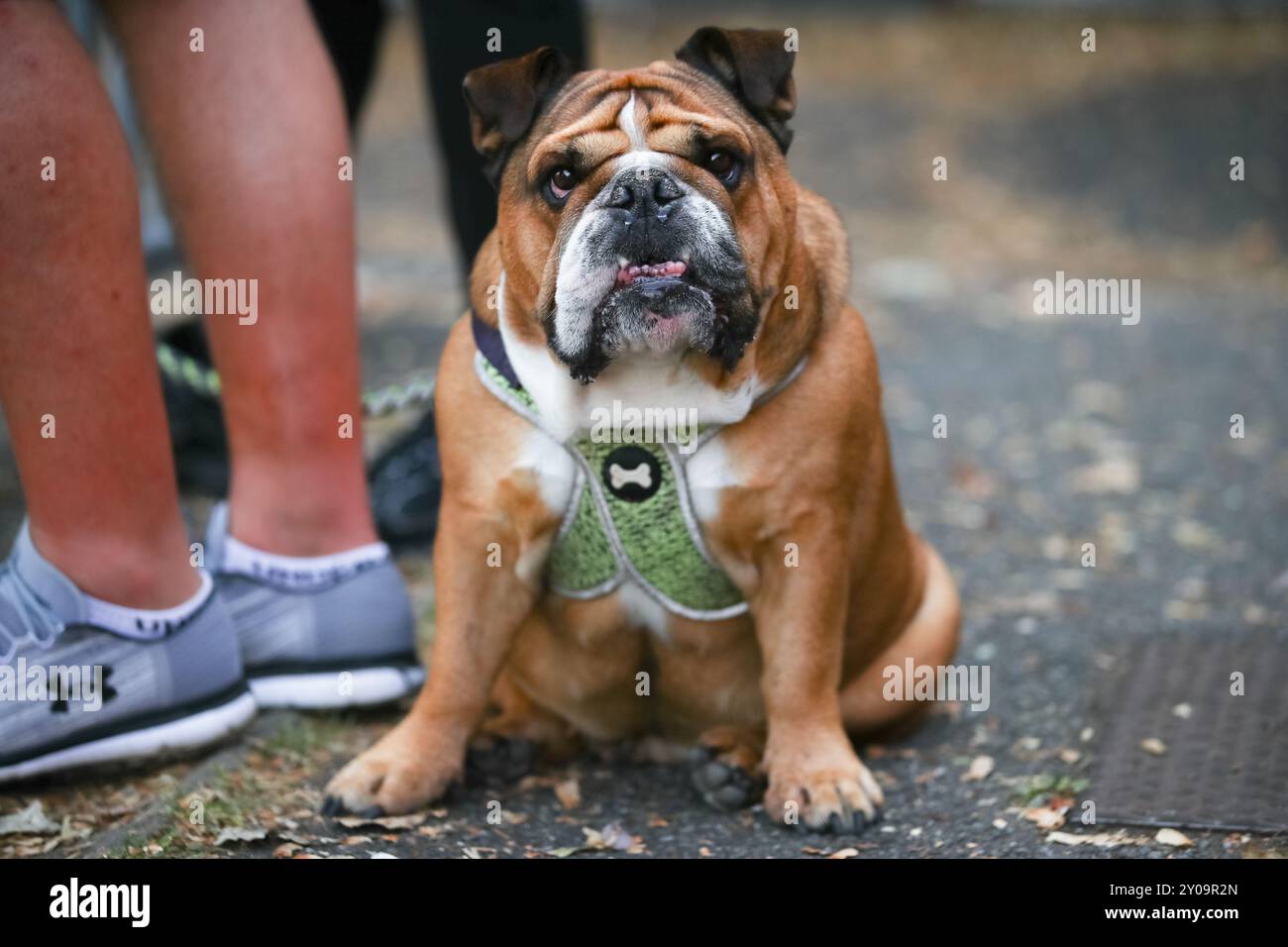 A chunky brown bulldog wearing a green harness looking at the camera Stock Photo