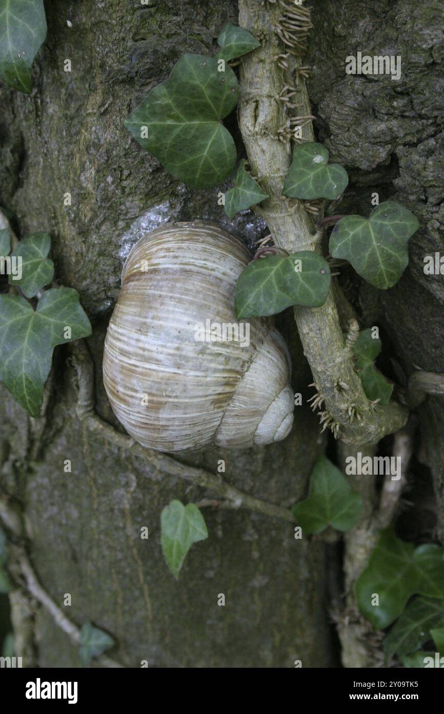 Vineyard snail in dry dormancy on a tree trunk Stock Photo