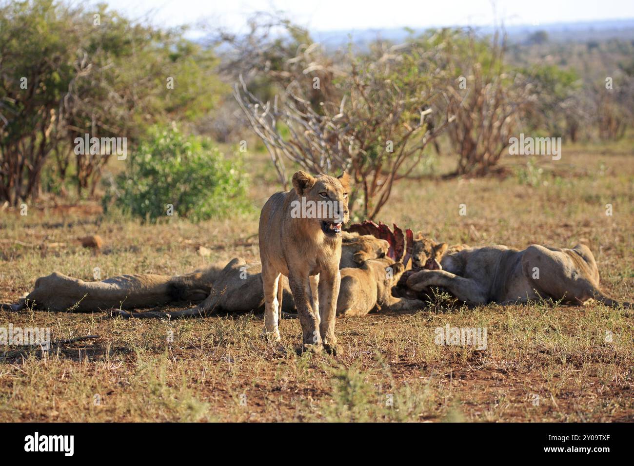 Pride Of Lions Feeding On A Buffalo Stock Photo Alamy