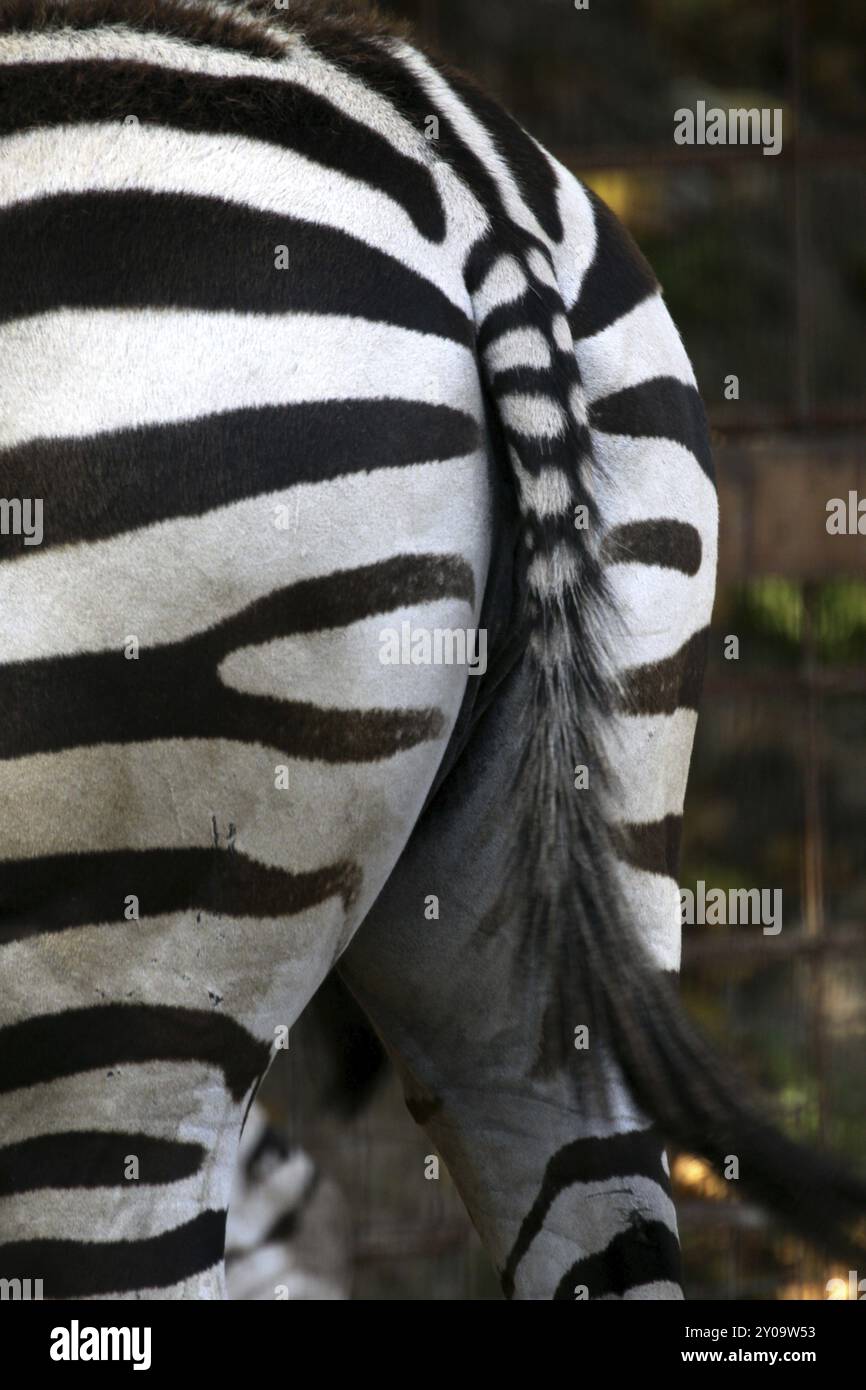 Grants zebra back view hi-res stock photography and images - Alamy