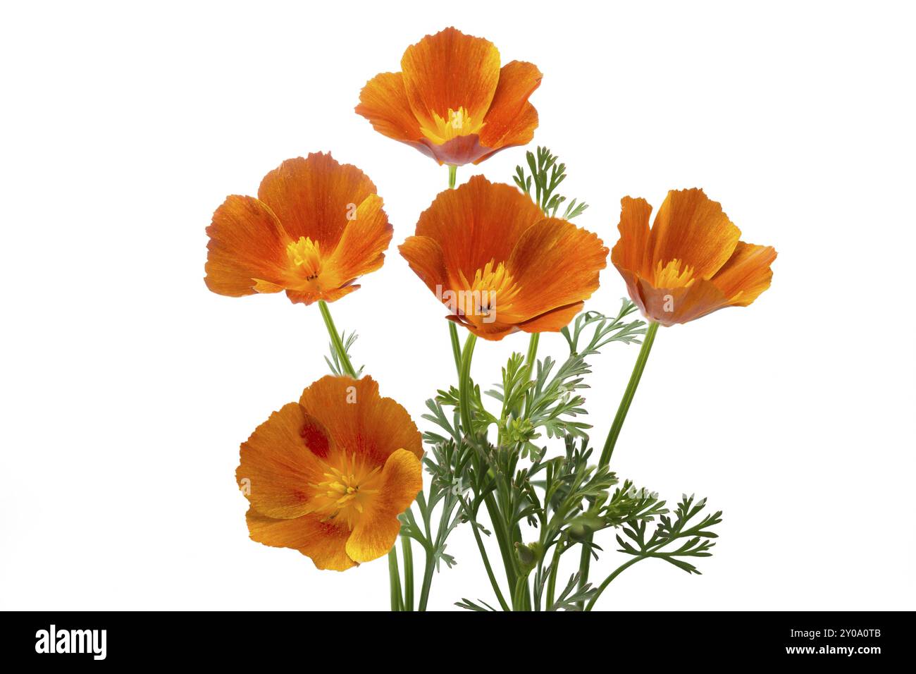 thumbnail image 2 of OVM Seeds California Poppy Orange - 50,000 Bulk Seeds For Planting, Eschscholzia Californica 2 of 2