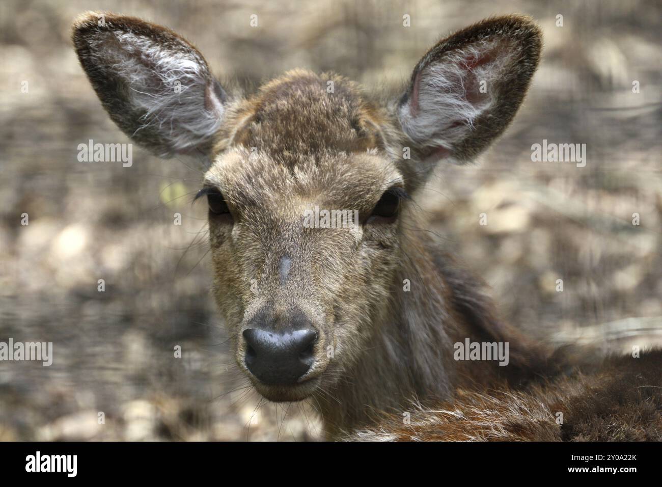 Dybowski-Deer (cow) Stock Photo