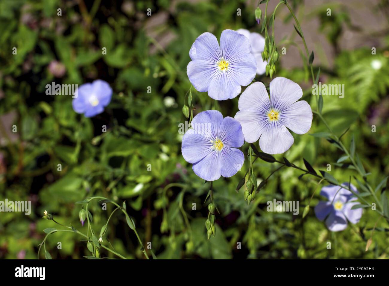 Common flax, Linum usitatissimum flowers outdoors Stock Photo - Alamy
