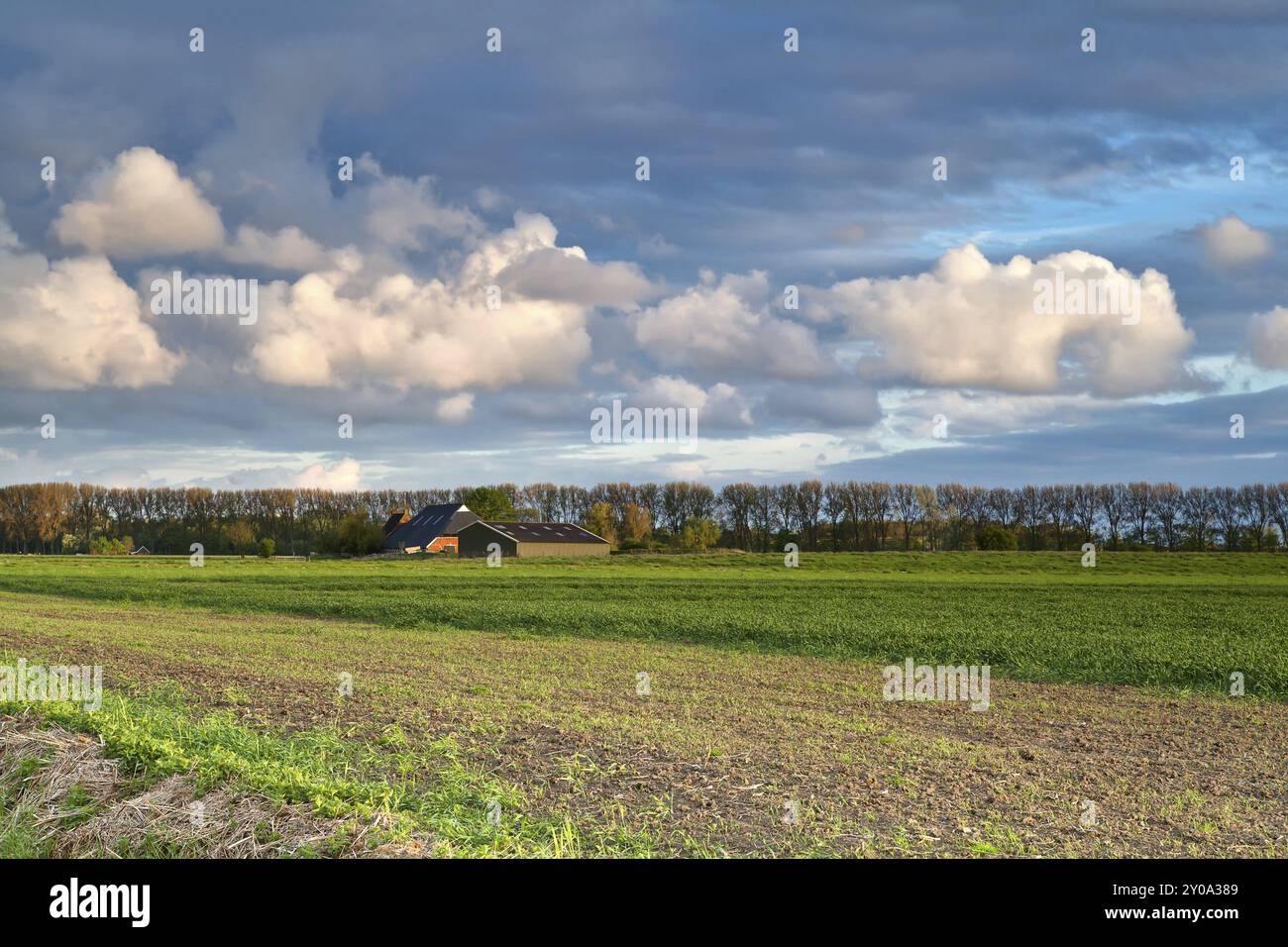 Field, farmhouse and blue sky with puffy clouds Stock Photo - Alamy