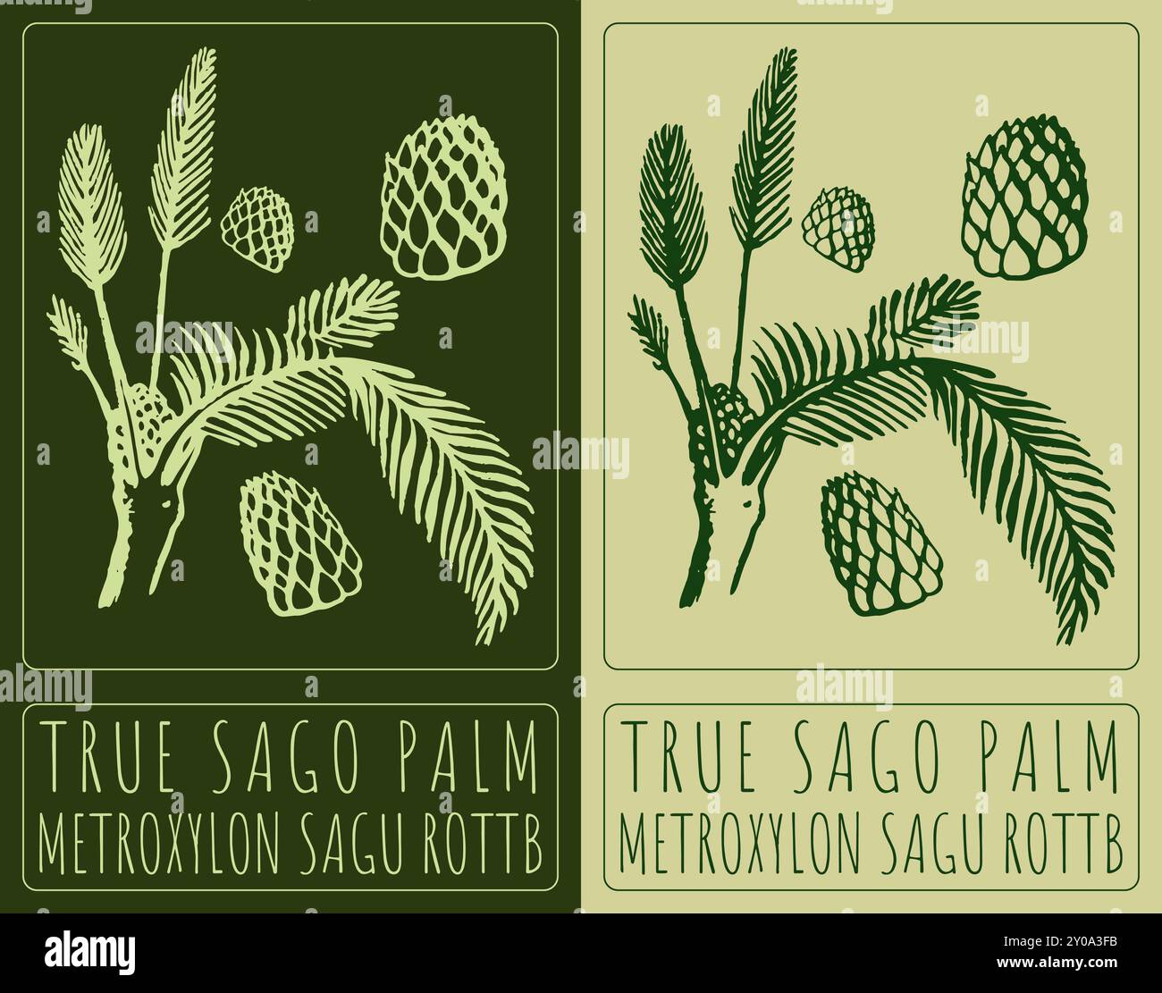 Vector drawing TRUE SAGO PALM. Hand drawn illustration. Latin name is ...