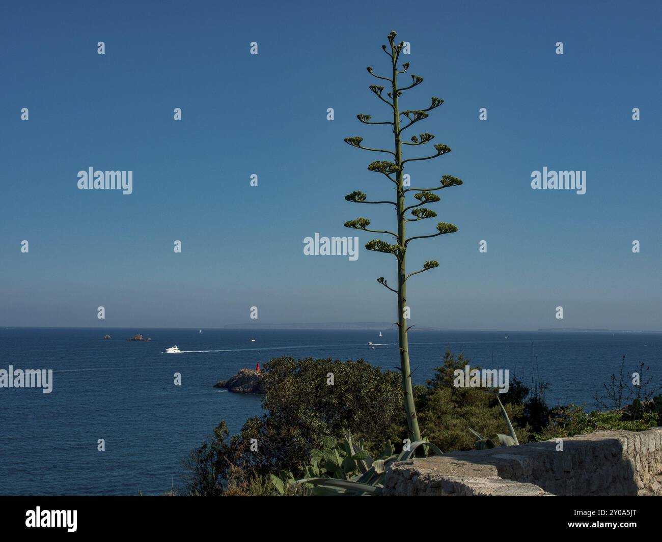 Tall plant hi-res stock photography and images - Alamy