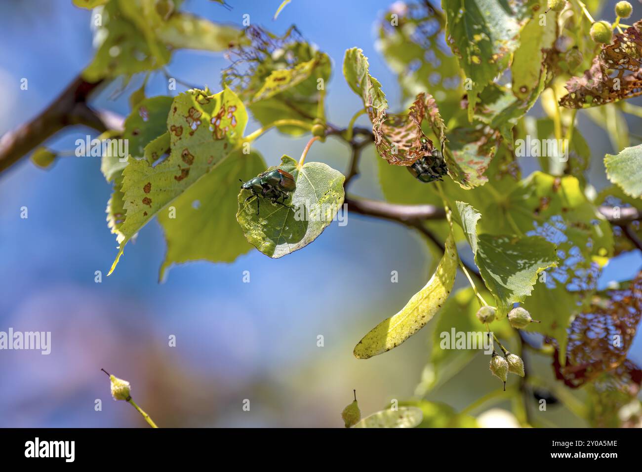 The Japanese beetle (Popillia japonica) is a species of scarab beetle ...