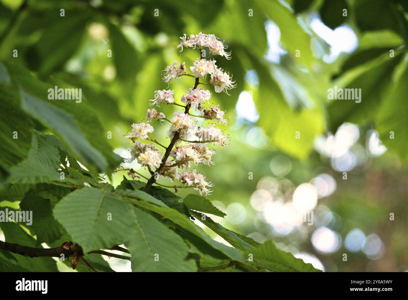 Chestnut blossom on the branch of a chestnut tree. White flowers on the dagger. Spring time in the park. Flower photo from nature Stock Photo