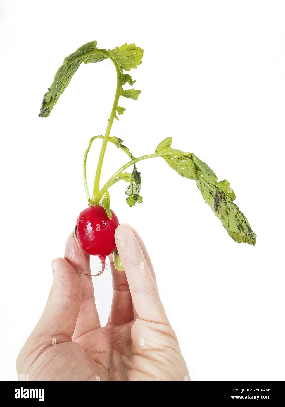 Radish in hand isolated on white Stock Photo