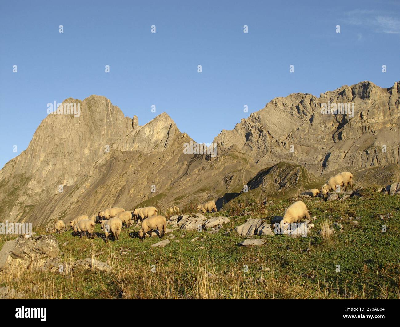 Sheeps experience hi-res stock photography and images - Alamy