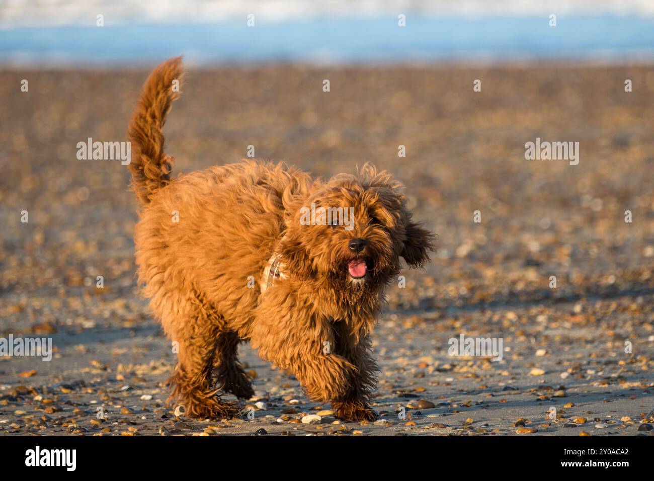 Cavapoo puppy, 5months old at the seaside Stock Photo - Alamy