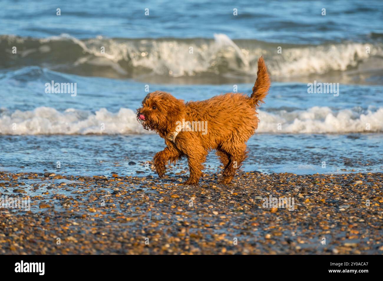 Cavapoo hi-res stock photography and images - Alamy