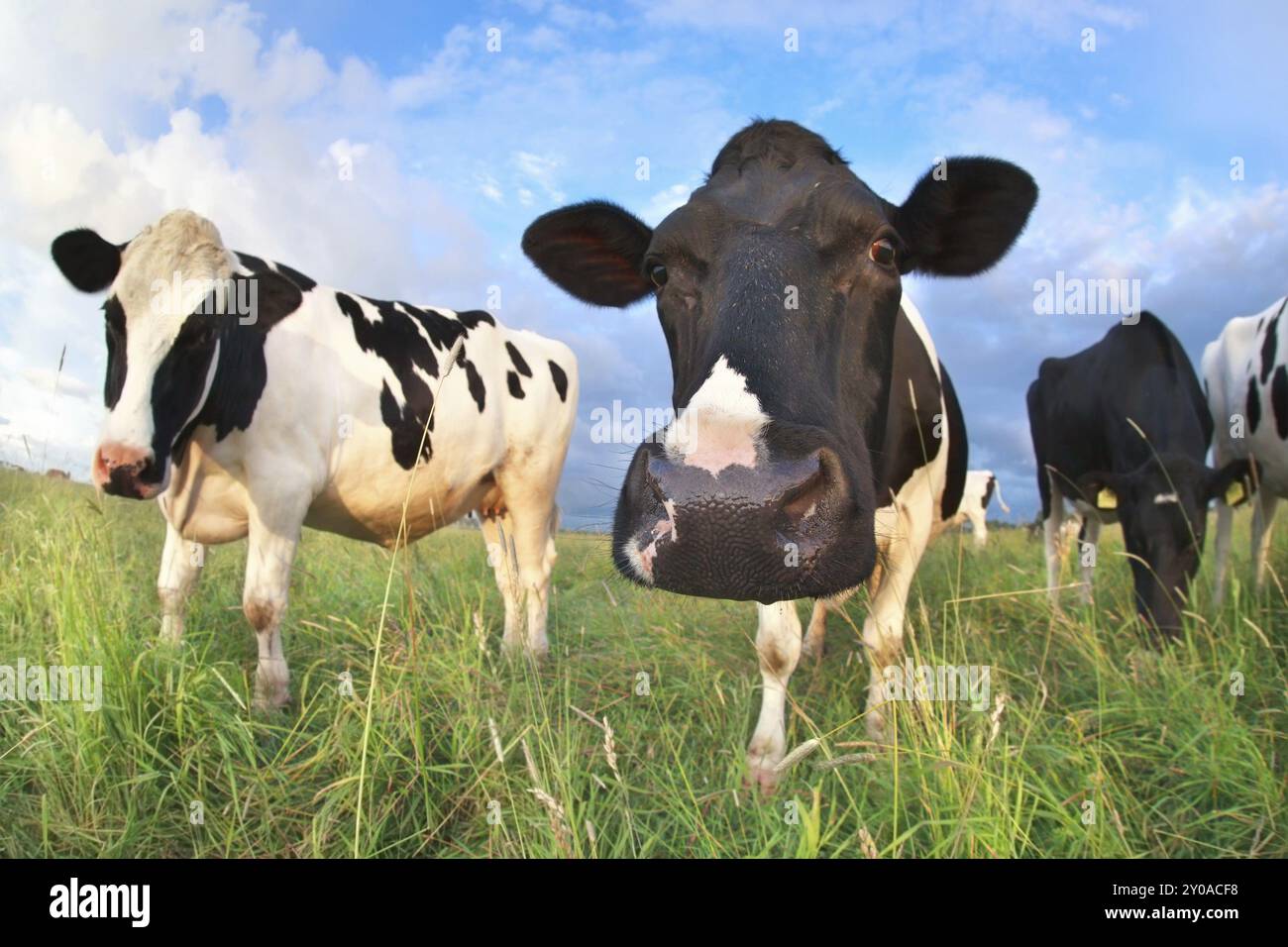 Cow fish eye lens hi-res stock photography and images - Alamy