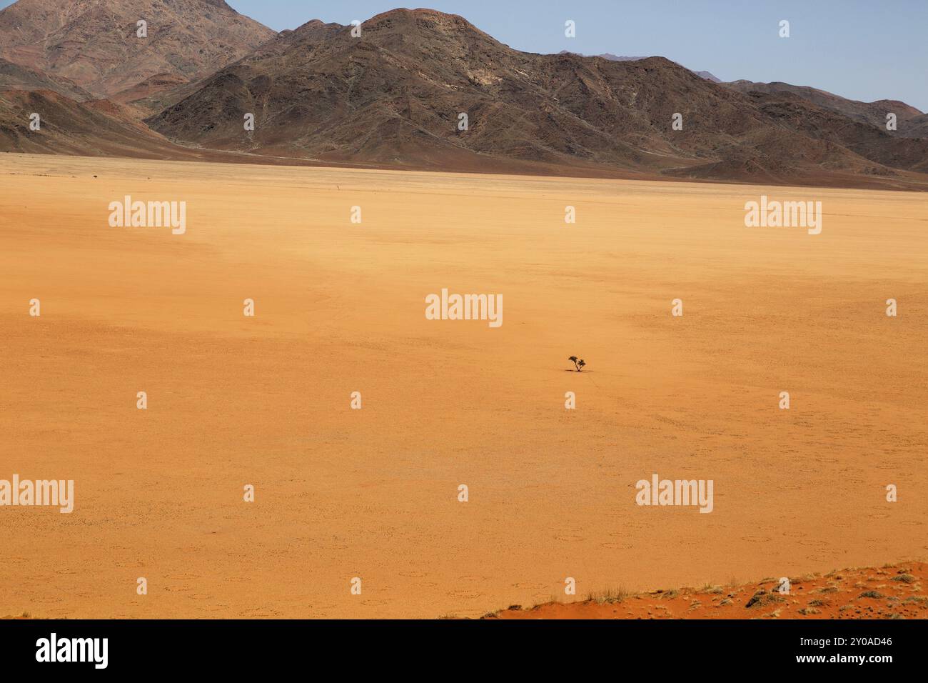 Lone tree in the NamibRand Nature Reserve on Wolwedans in Namibia Stock Photo