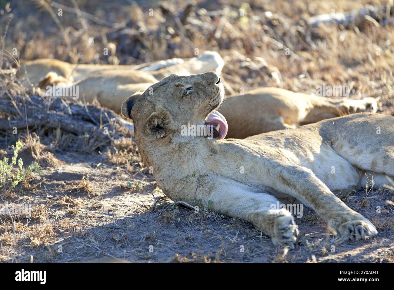 Pride of lions resting Stock Photo - Alamy
