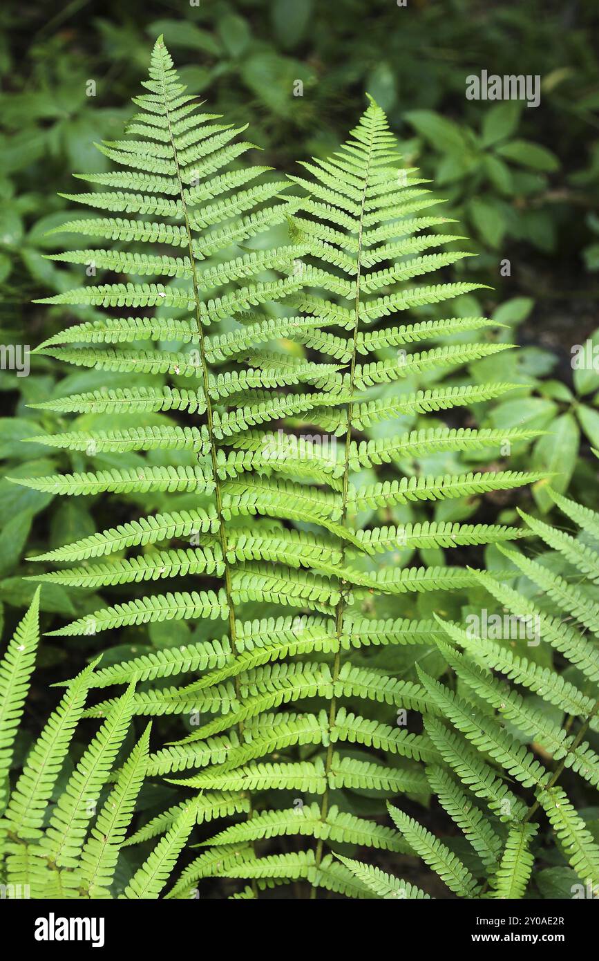 Branch of fern in summer forest Stock Photo