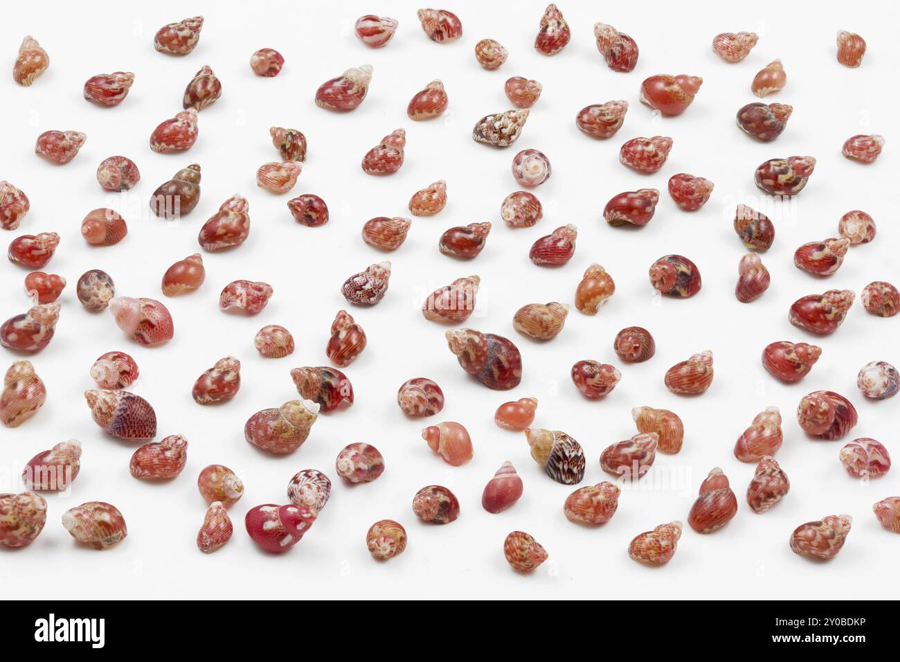 Tiny sea snails on a white background Stock Photo