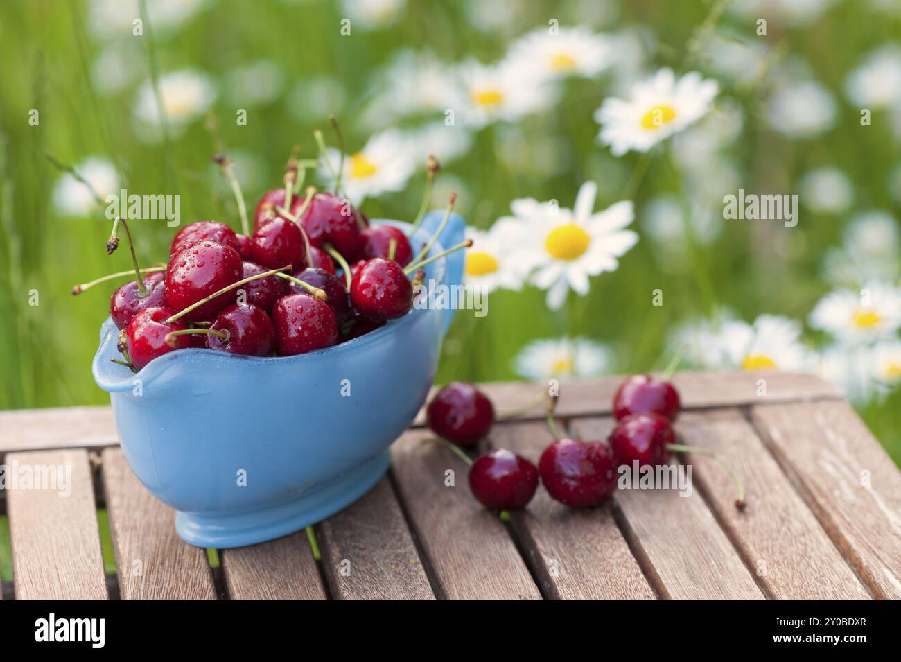 Light blue sauce boat on a rustic garden table, filled with ripe sweet cherries from our own harvest. In the background a summery meadow with blooming Stock Photo