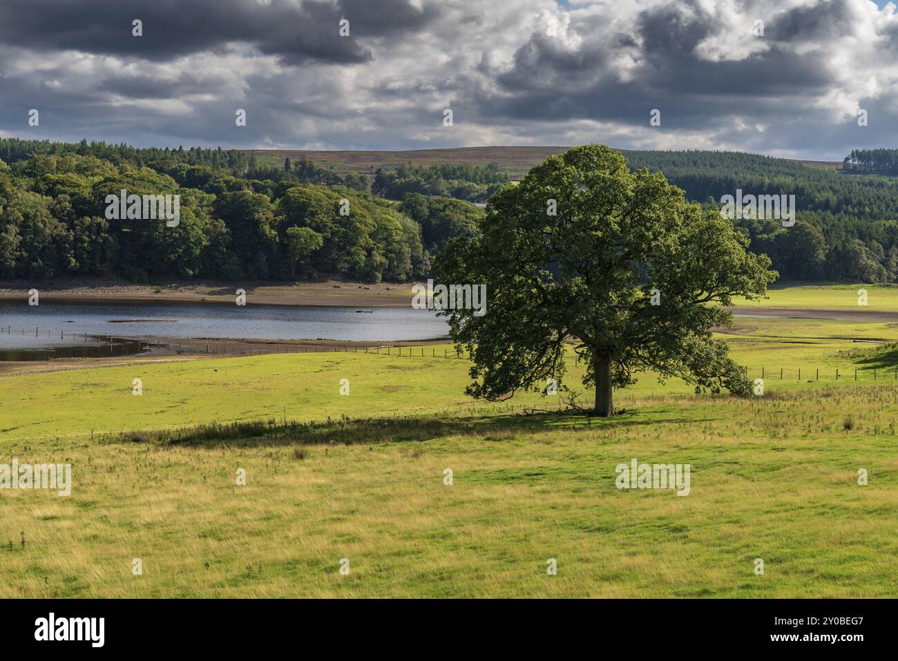 A tree on a meadow and clouds over the east side of the Derwent Reservoir, Northumberland, England, UK Stock Photo