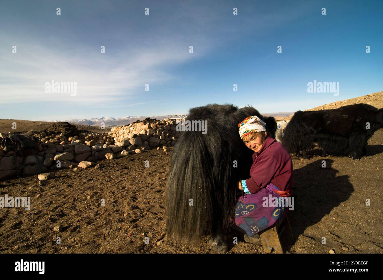 Portrait of a Kazakh woman milking her yaks in the Altai region in ...