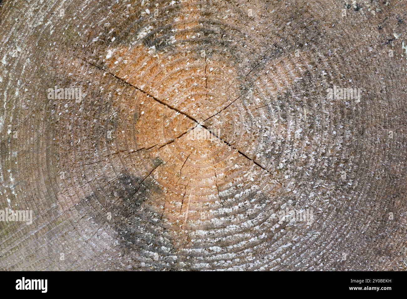 Cross-section of a tree trunk with annual rings Stock Photo - Alamy
