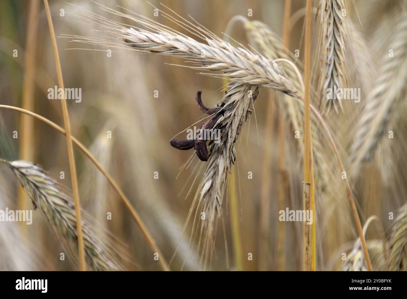 Ergot grains hi-res stock photography and images - Alamy