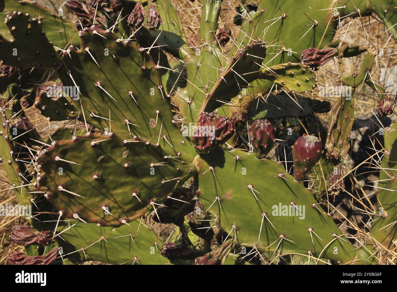 Seaweed cactus hi-res stock photography and images - Alamy