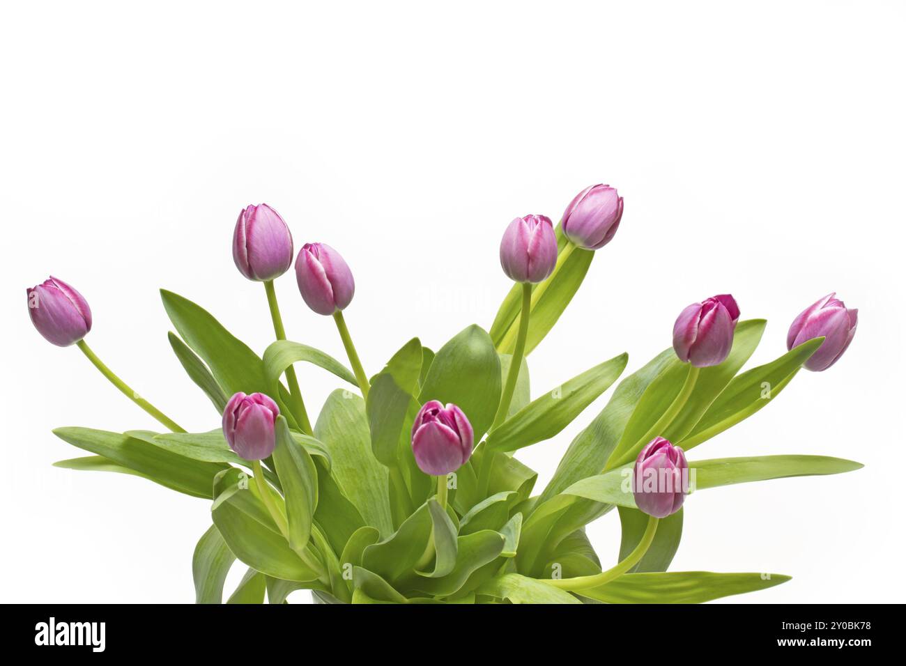 Bouquet of tulips on a white background Stock Photo - Alamy