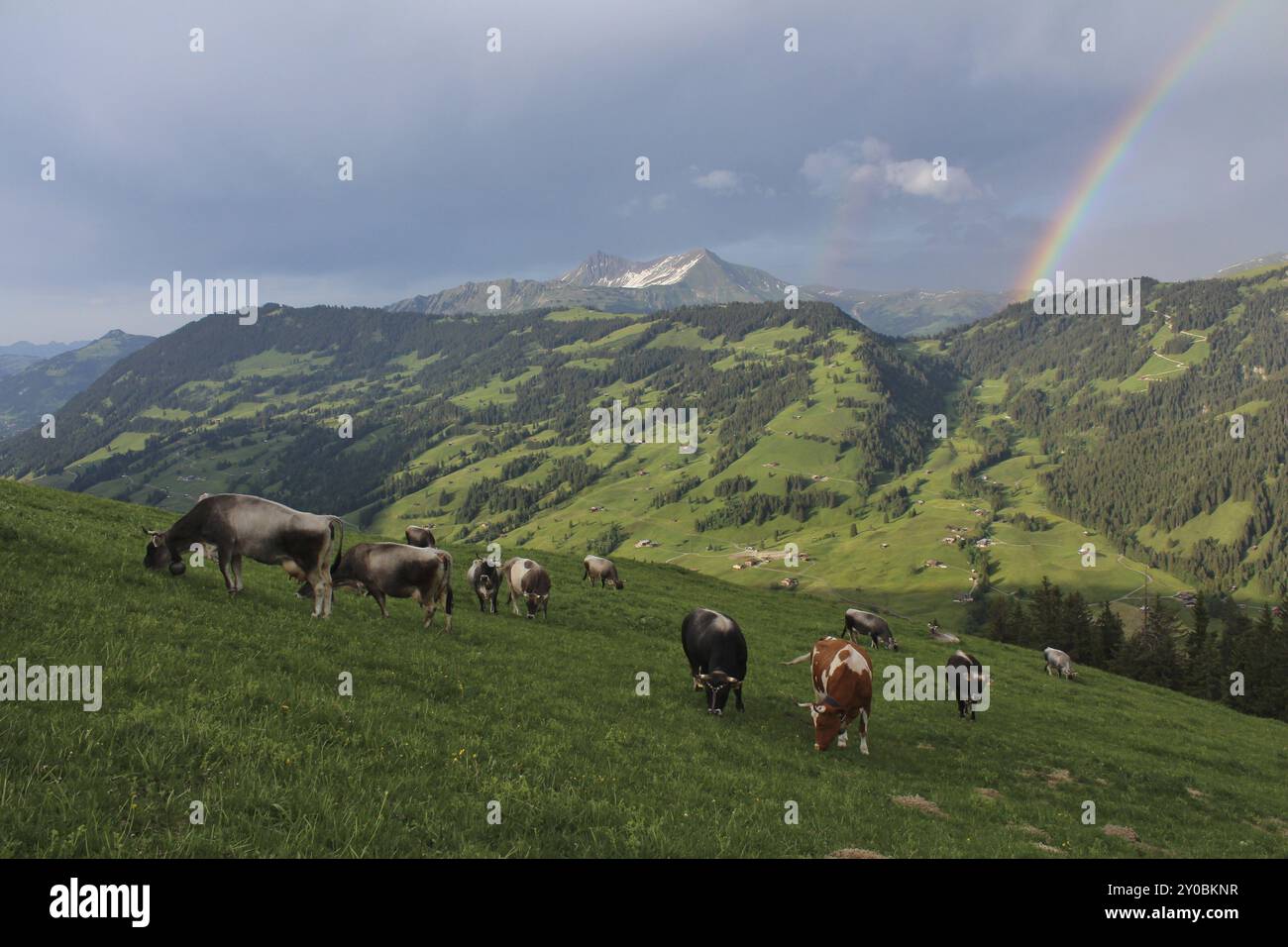 Grazing cows on a alpine meadow in the Swiss Alps Stock Photo - Alamy