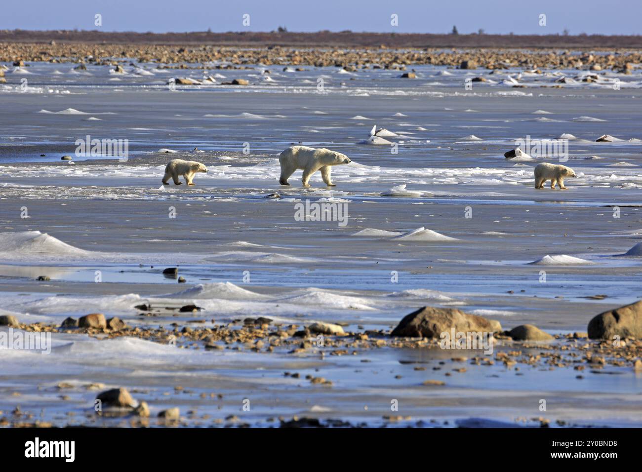 A polar bear family on the ice of Hudson bay Stock Photo - Alamy