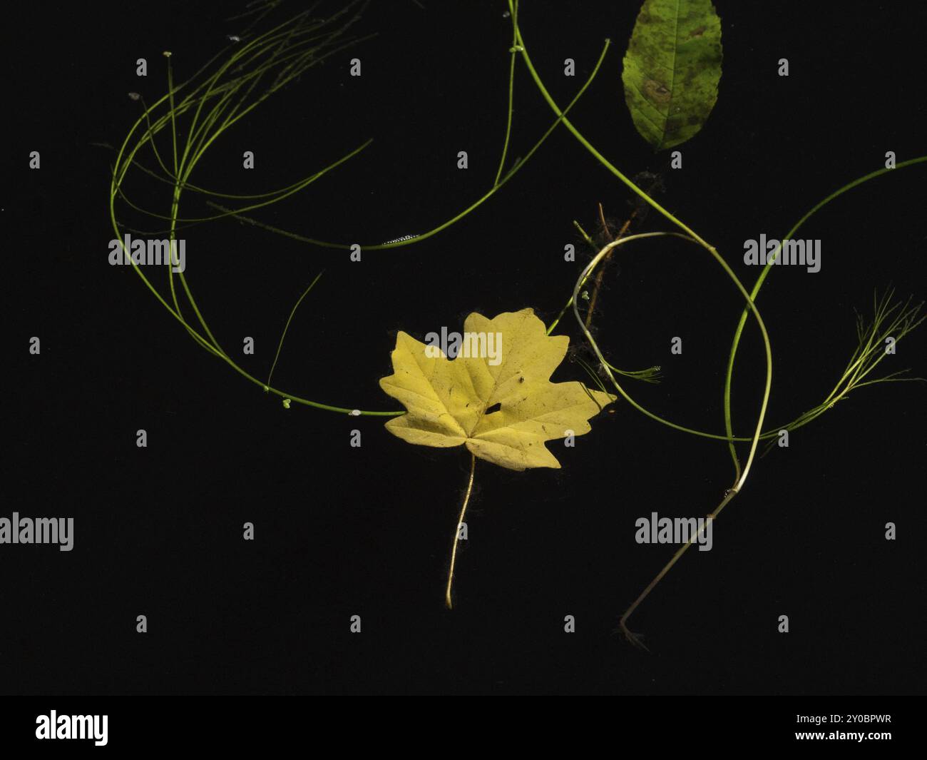 A field maple leaf floats on the surface of the river Stock Photo - Alamy