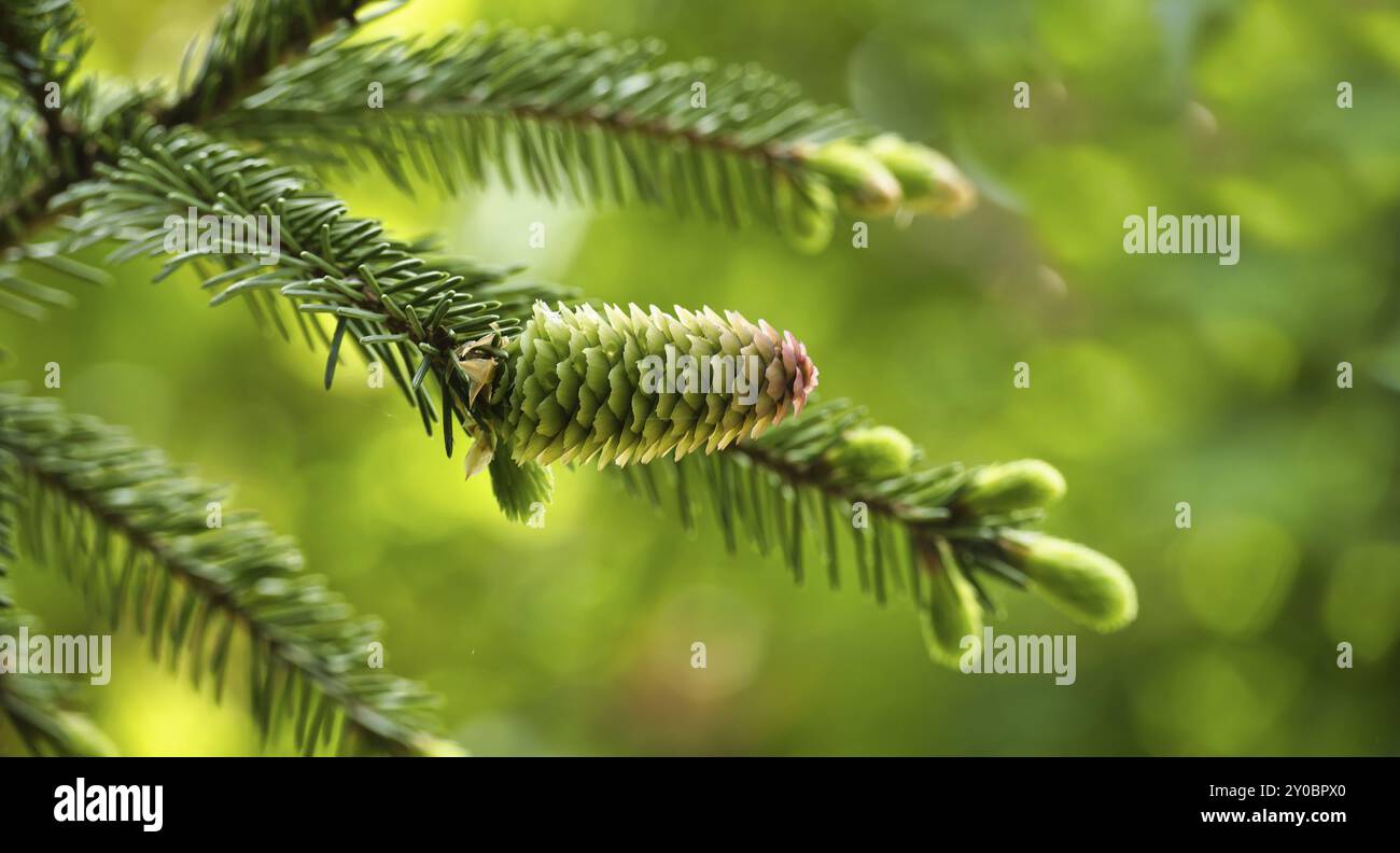 Detailed image showing young hi-res stock photography and images - Alamy