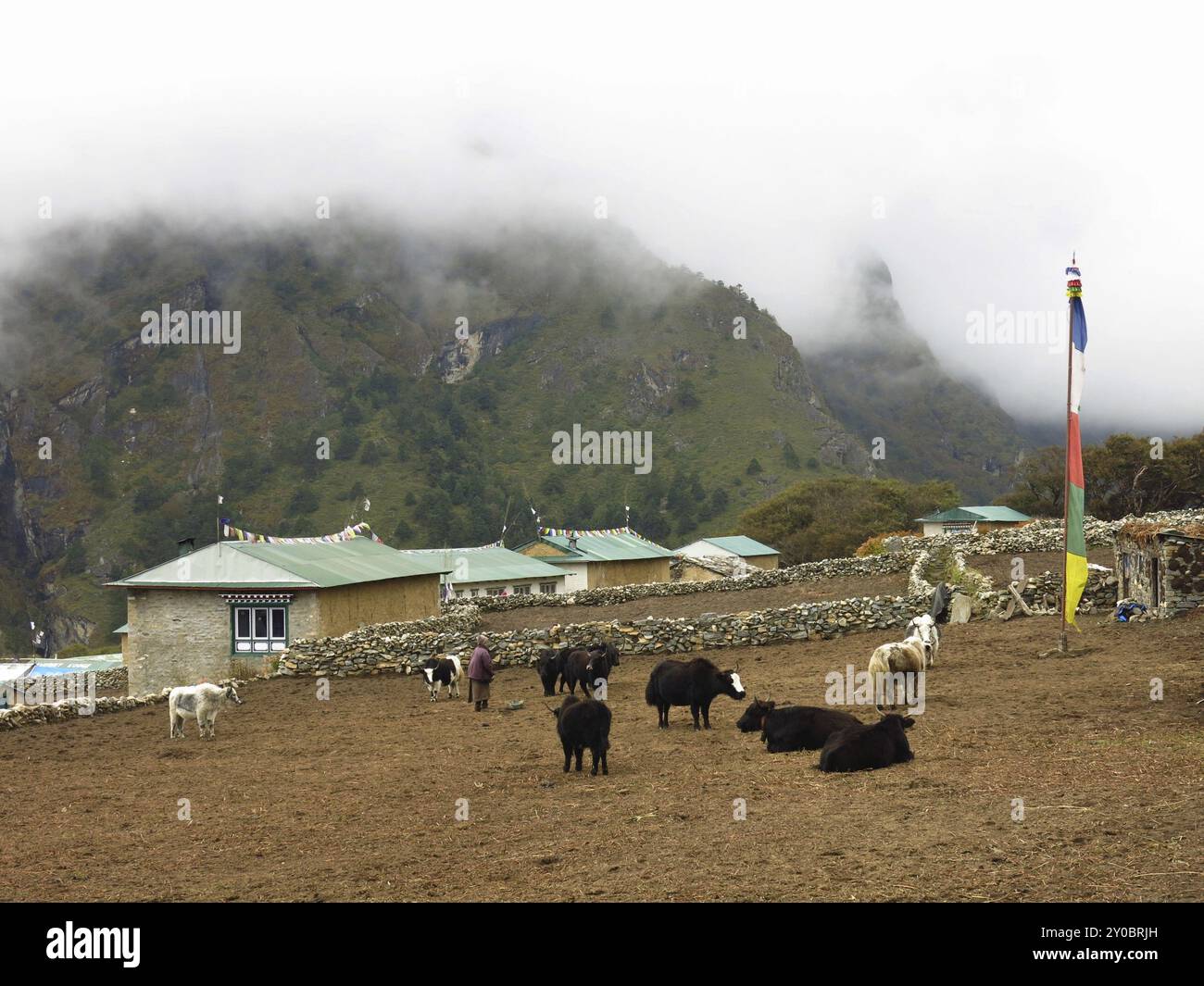 Yak herd and houses in Phortse, Everest National Park, Nepal, Asia Stock Photo