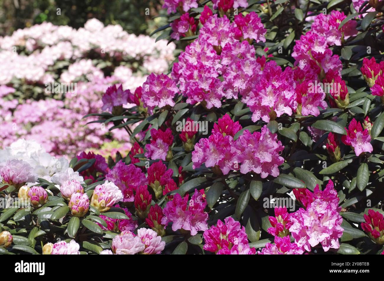 Spring Rhododendron Rhododendron in spring, many Rhododendron plants in spring Stock Photo ...