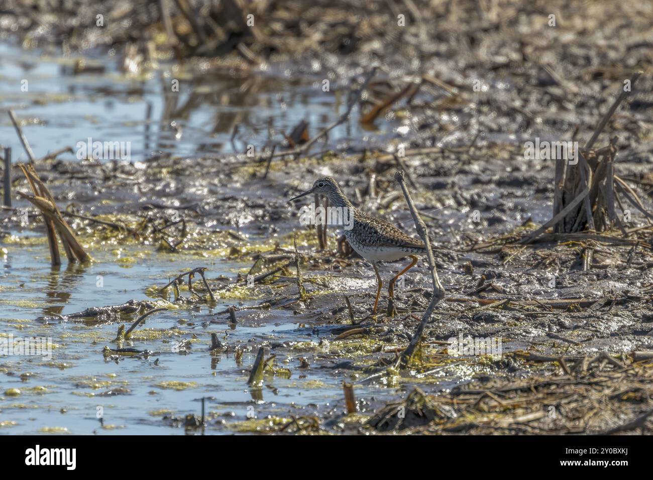 Natural scene from Wisconsin state conservation area Stock Photo - Alamy