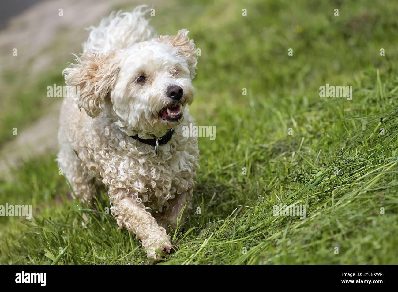 Havanese toy poodle hot sale