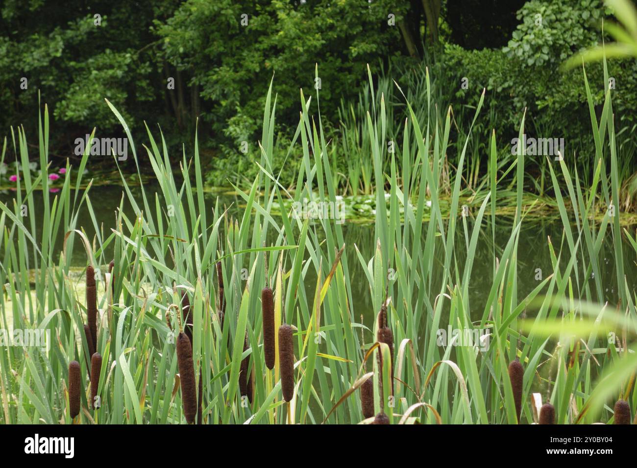 A small pond surrounded by tall reeds and dense vegetation, Aalten ...
