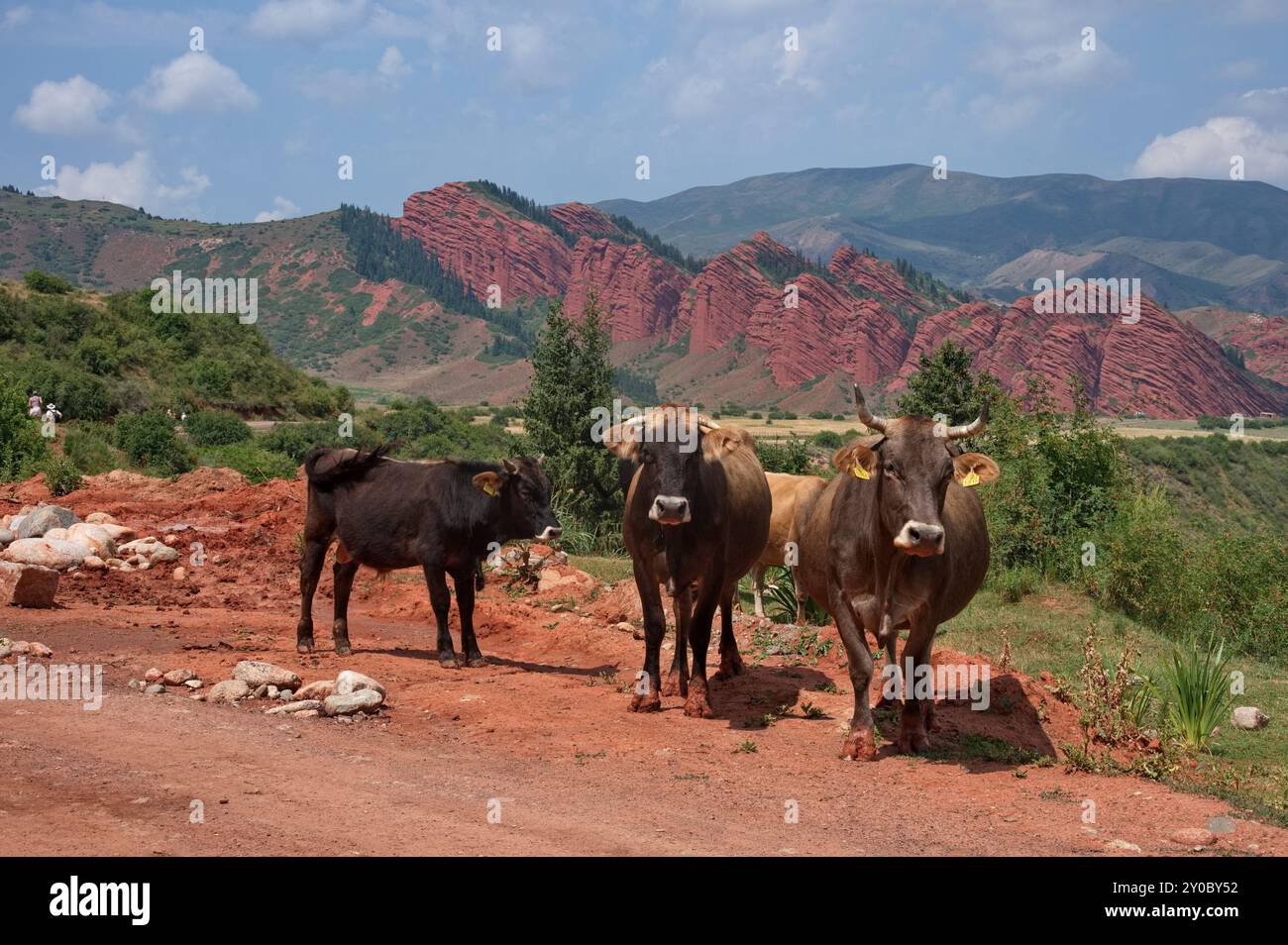 Group cows resting in hi-res stock photography and images - Alamy