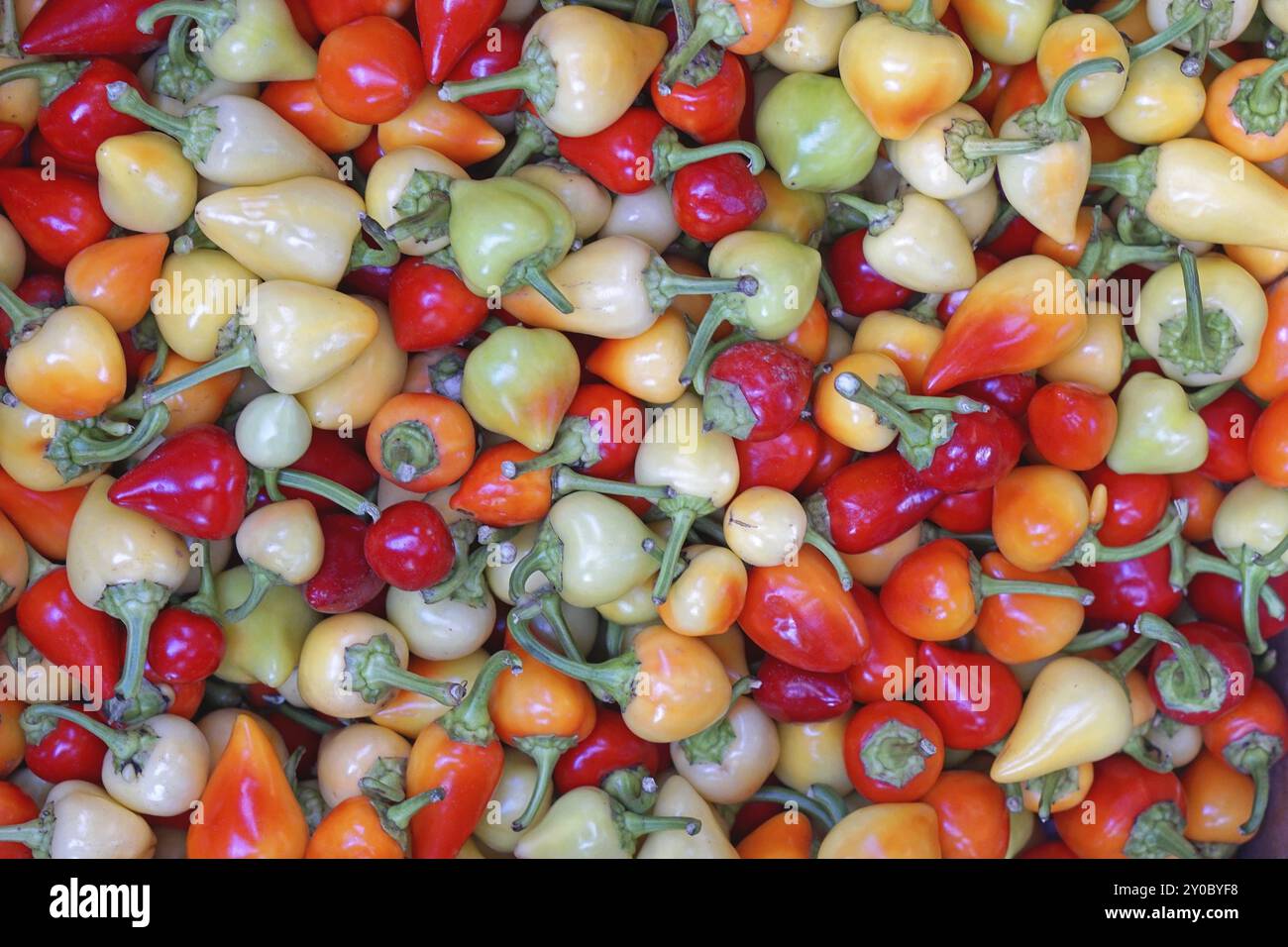 Big red bell peppers hi-res stock photography and images - Alamy