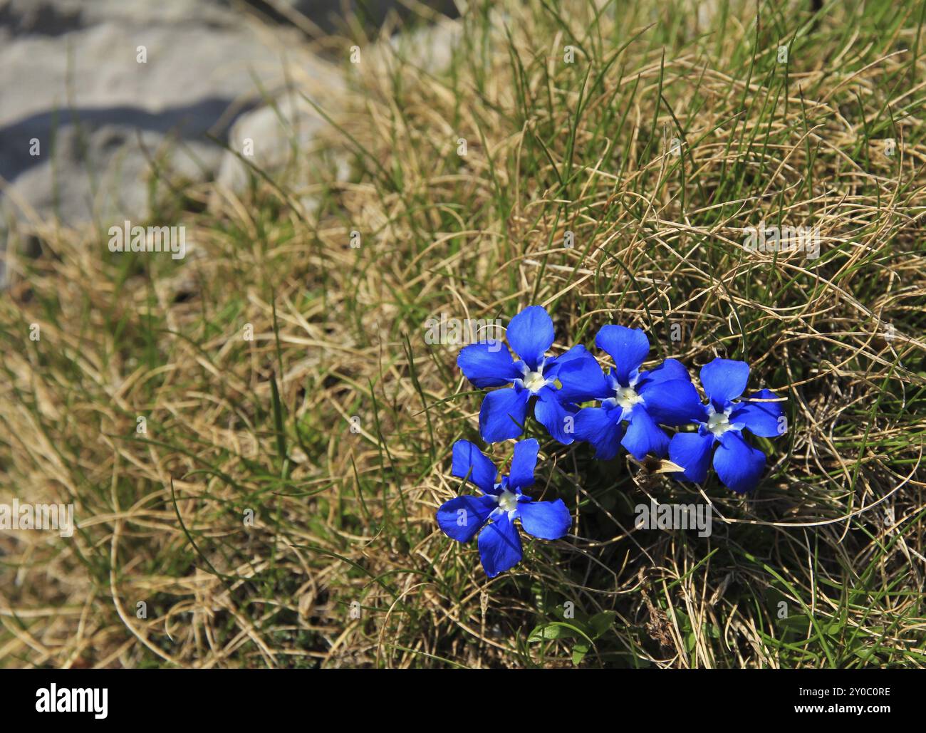Spring gentians photographed on Mount Santis Stock Photo - Alamy