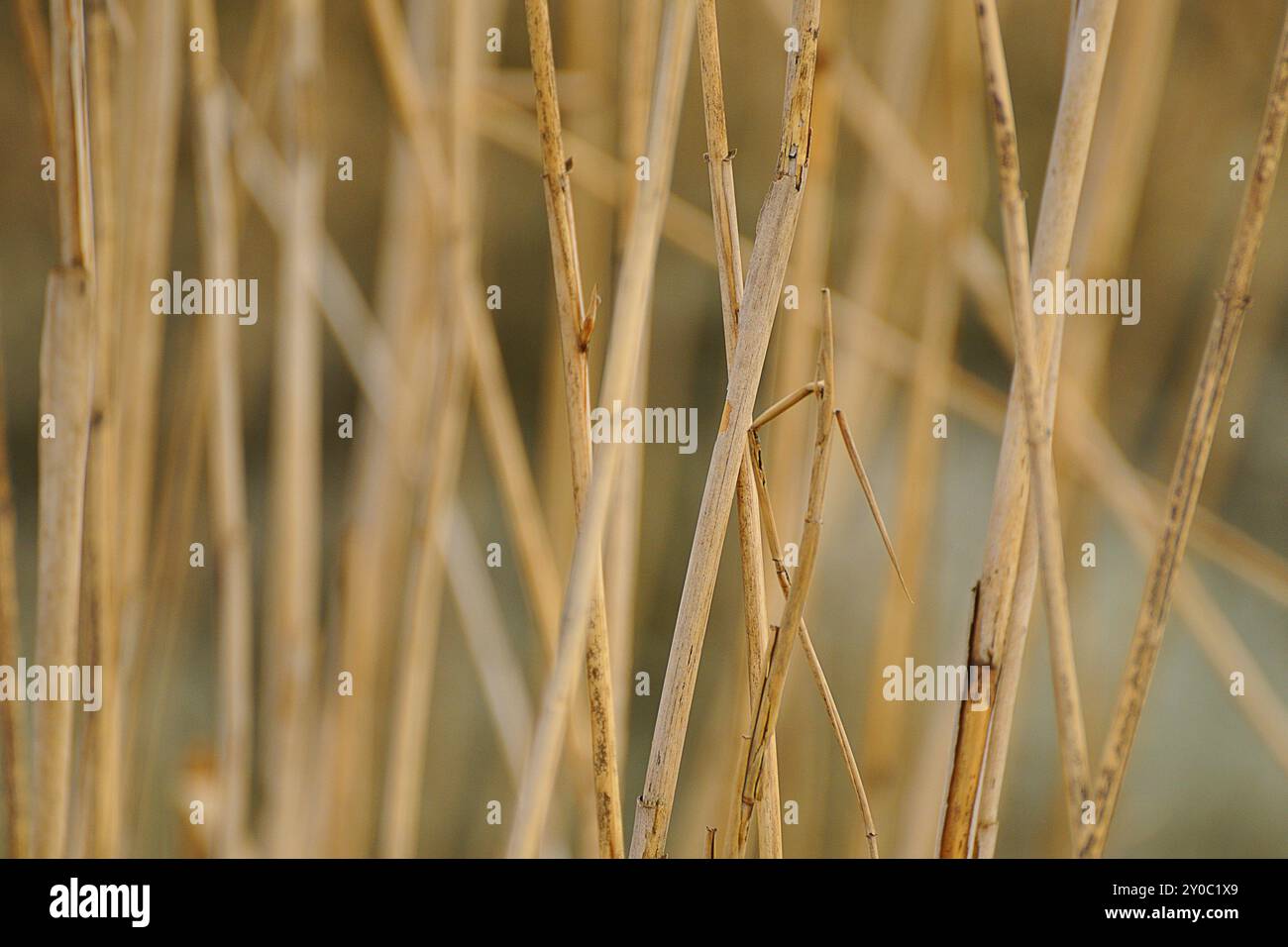 Old reeds hi-res stock photography and images - Alamy