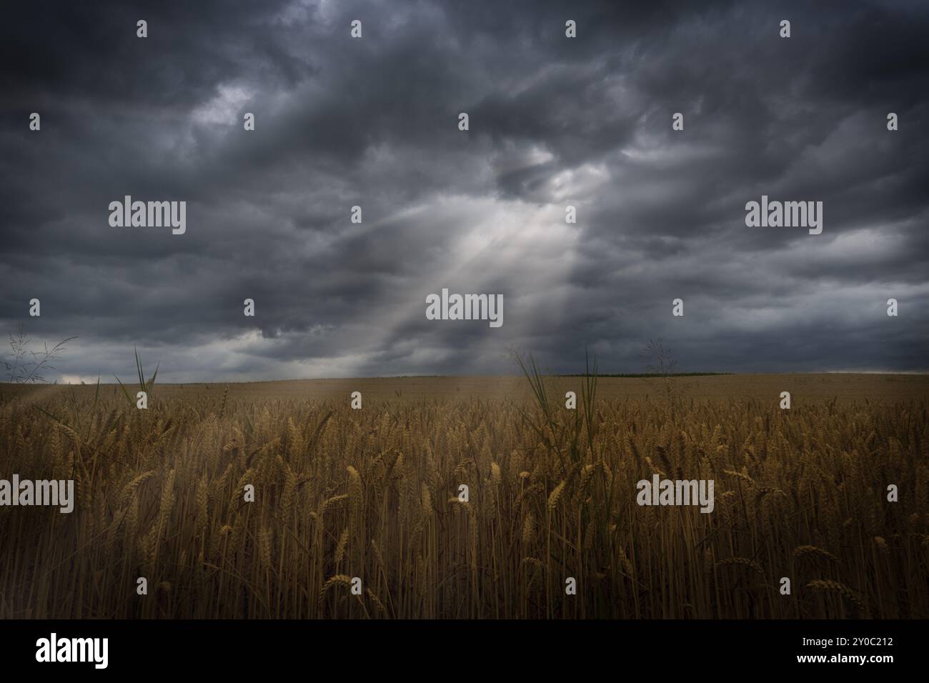 Sunbeams with dramatic sky over a cornfield Stock Photo